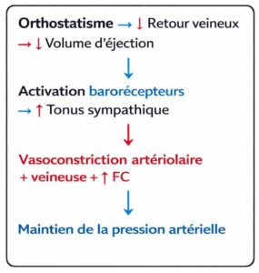 hypotension-othostatique-amylose-cardiaque-situation-normale