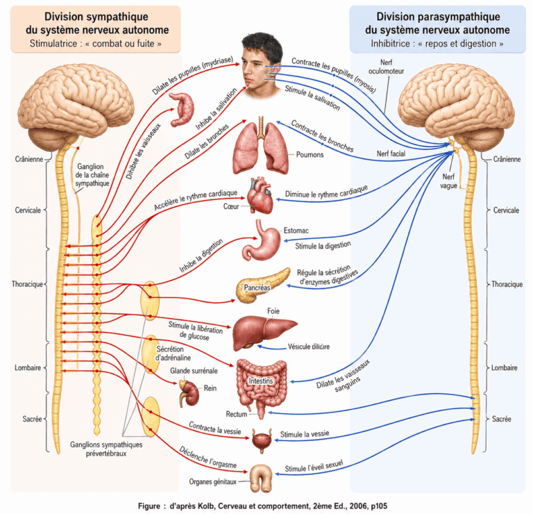 symptomes-dysautonomiques-amylose