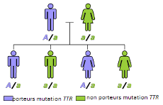 diagnostic-genetique-appraenté-réseau-amylose